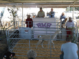 AUCTION 2013